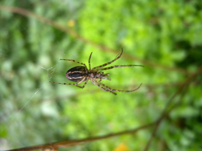 Coppia di Metellina sp.